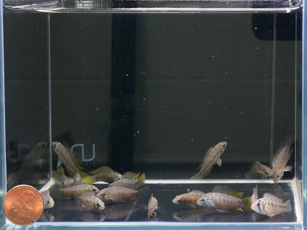 Apistogramma Borellii Opal - Unique Aquarium Fish for Sale