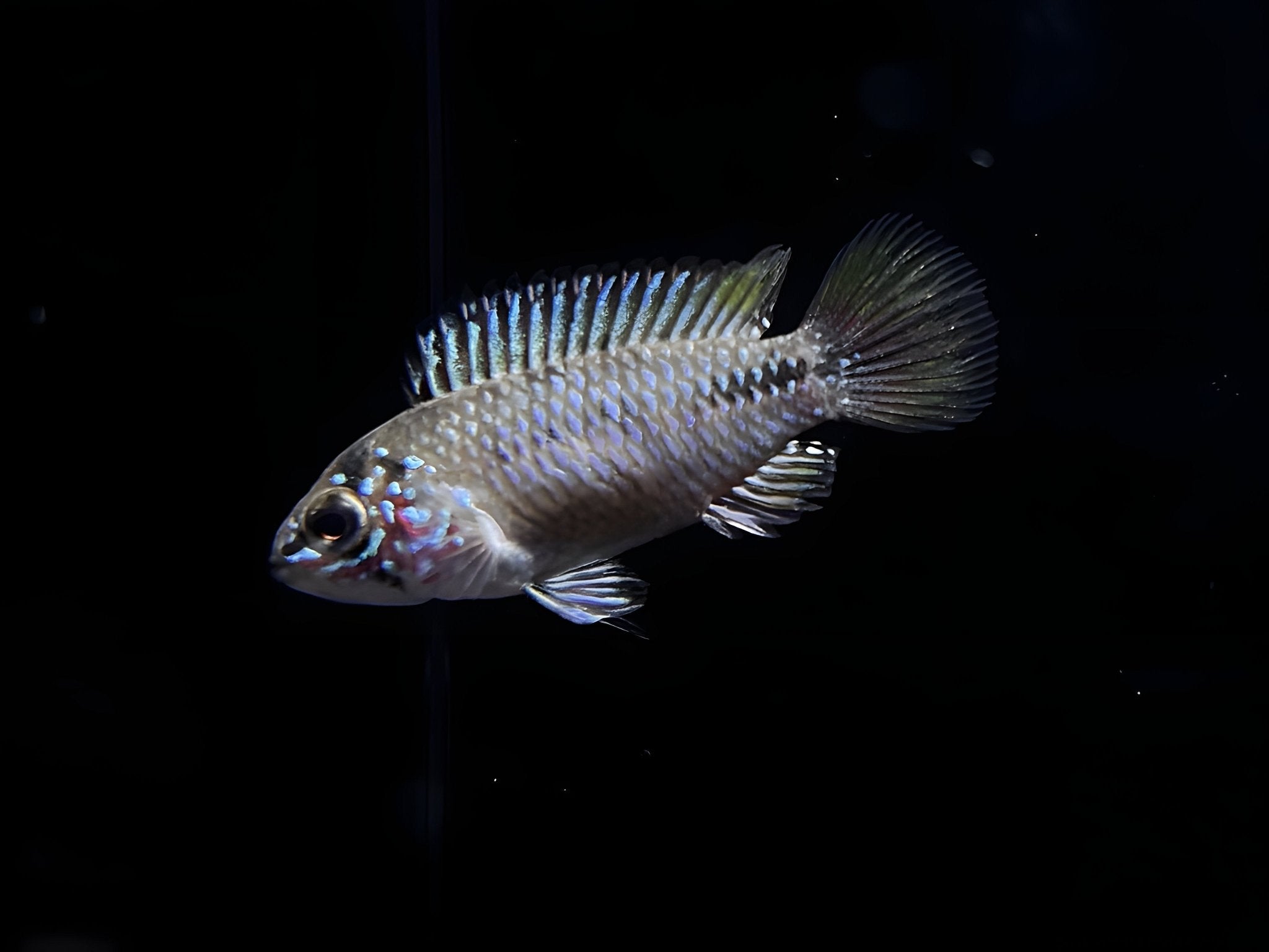 Apistogramma borellii Paraguai - Aqua Huna