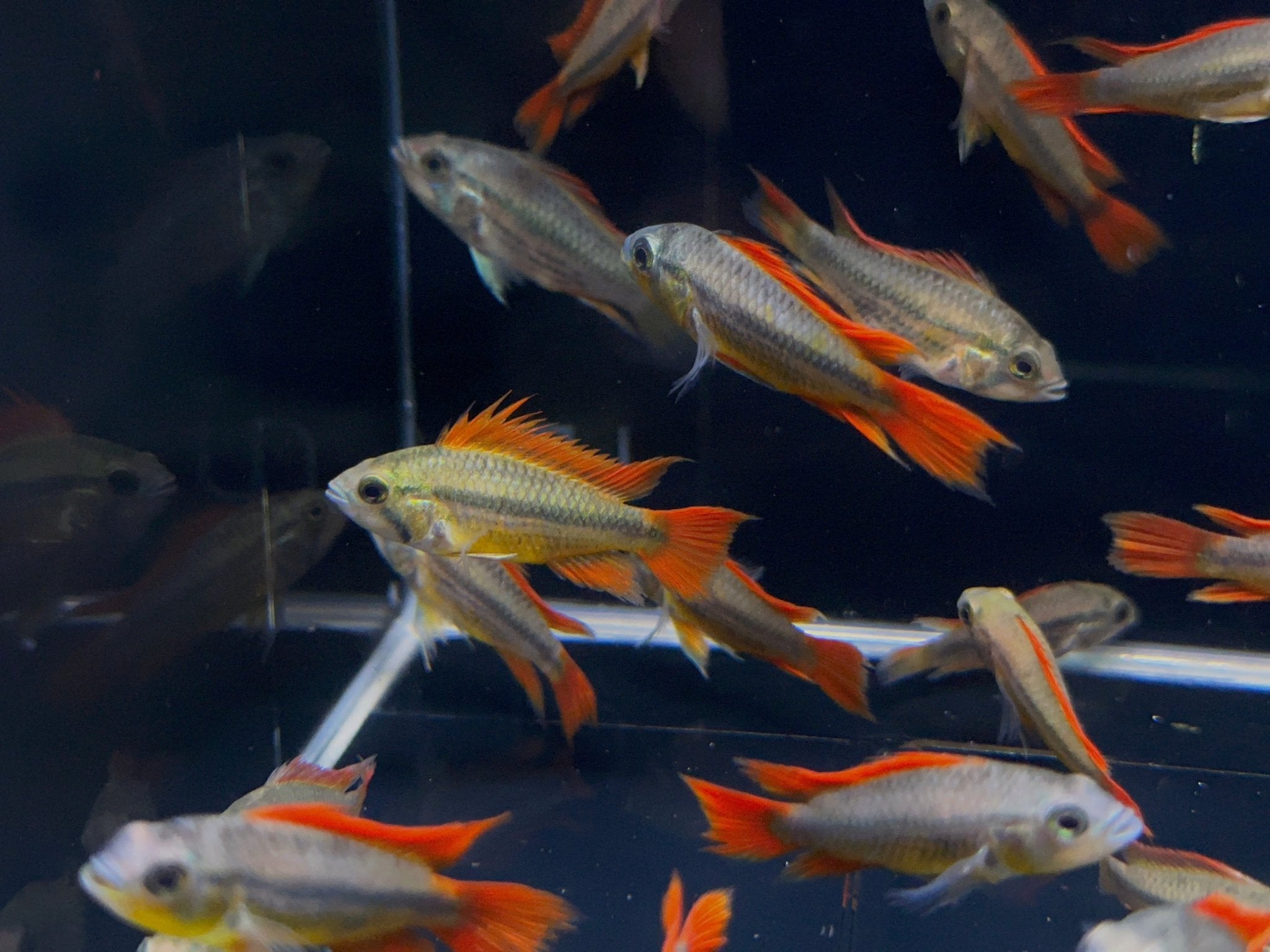 Apistogramma Cacatuoides Orange - Aqua Huna