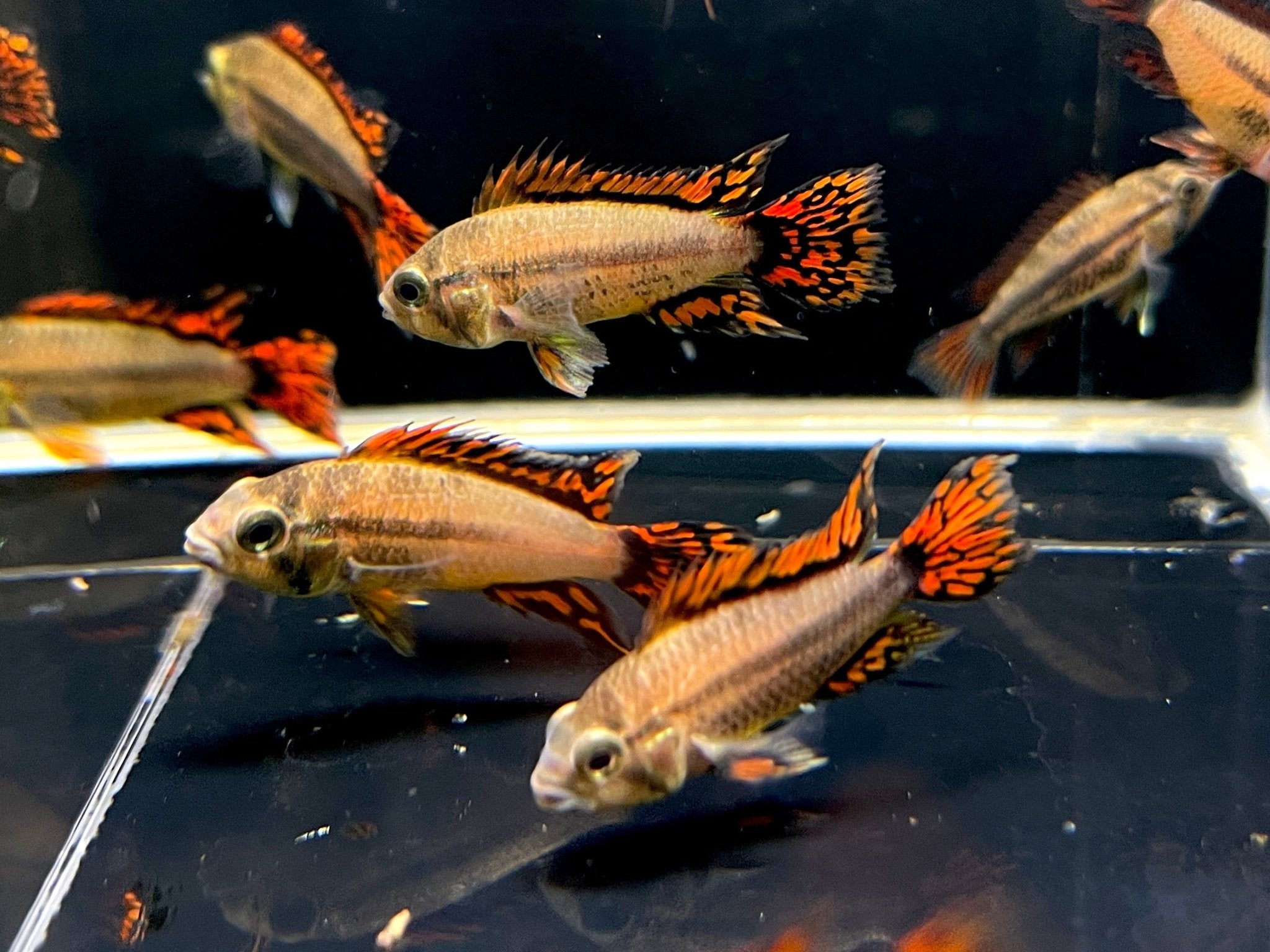 Apistogramma Cacatuoides Super Red (male) - Aqua Huna