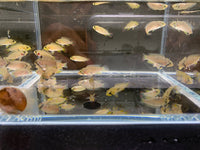 Apistogramma Agassizii Super Red