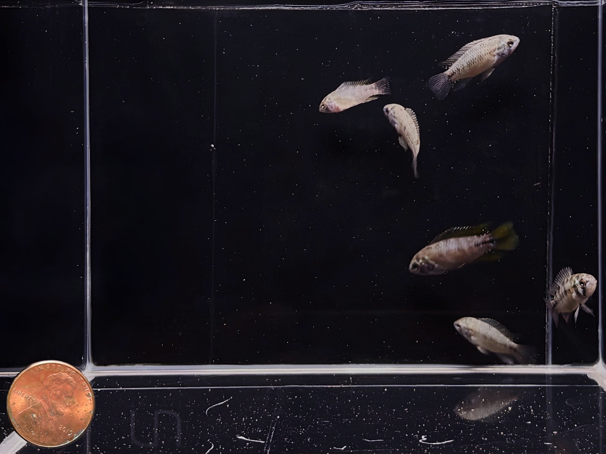 Apistogramma Sp. Opal - Aqua Huna