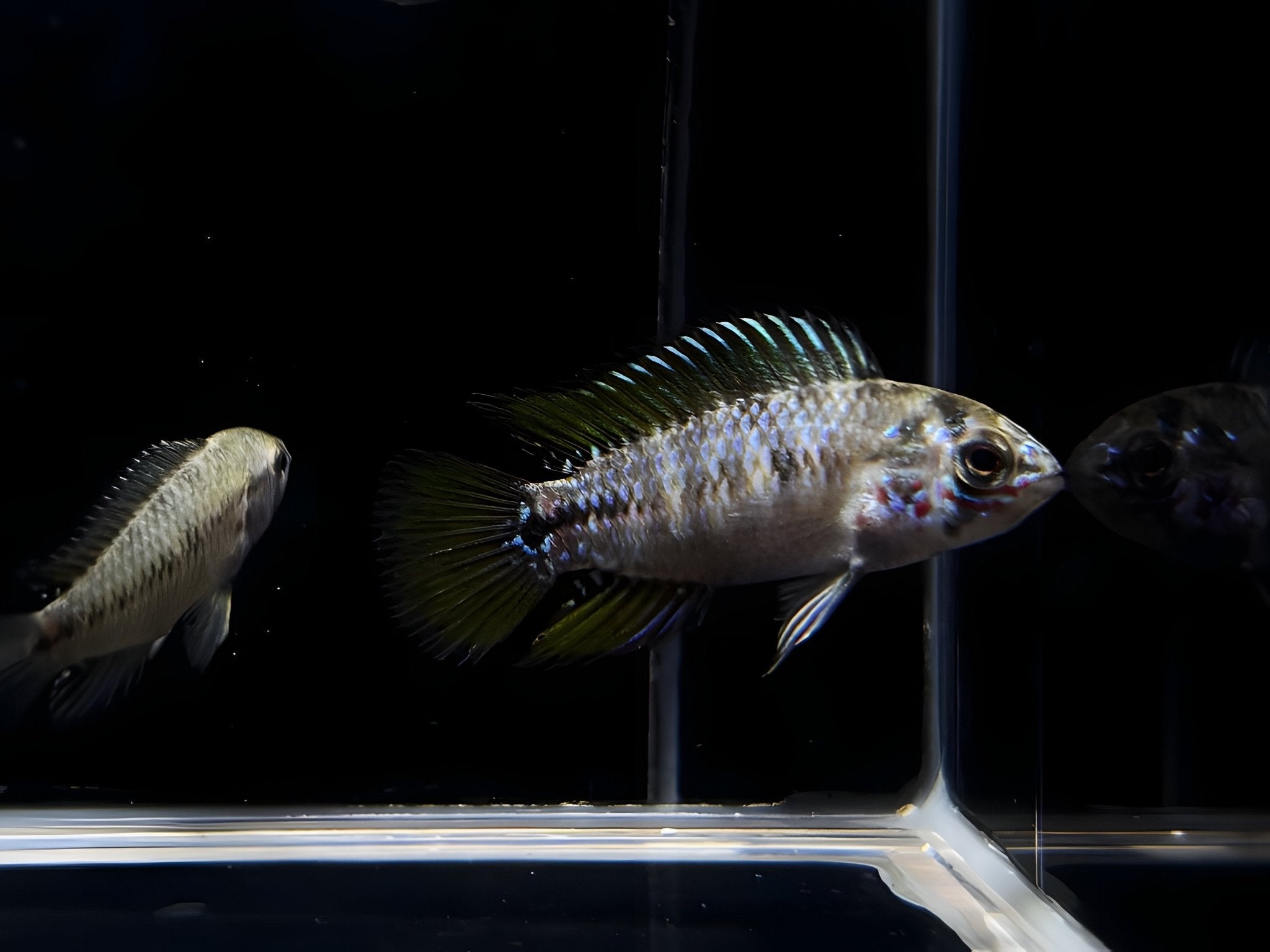 Apistogramma Sp. Opal - Aqua Huna