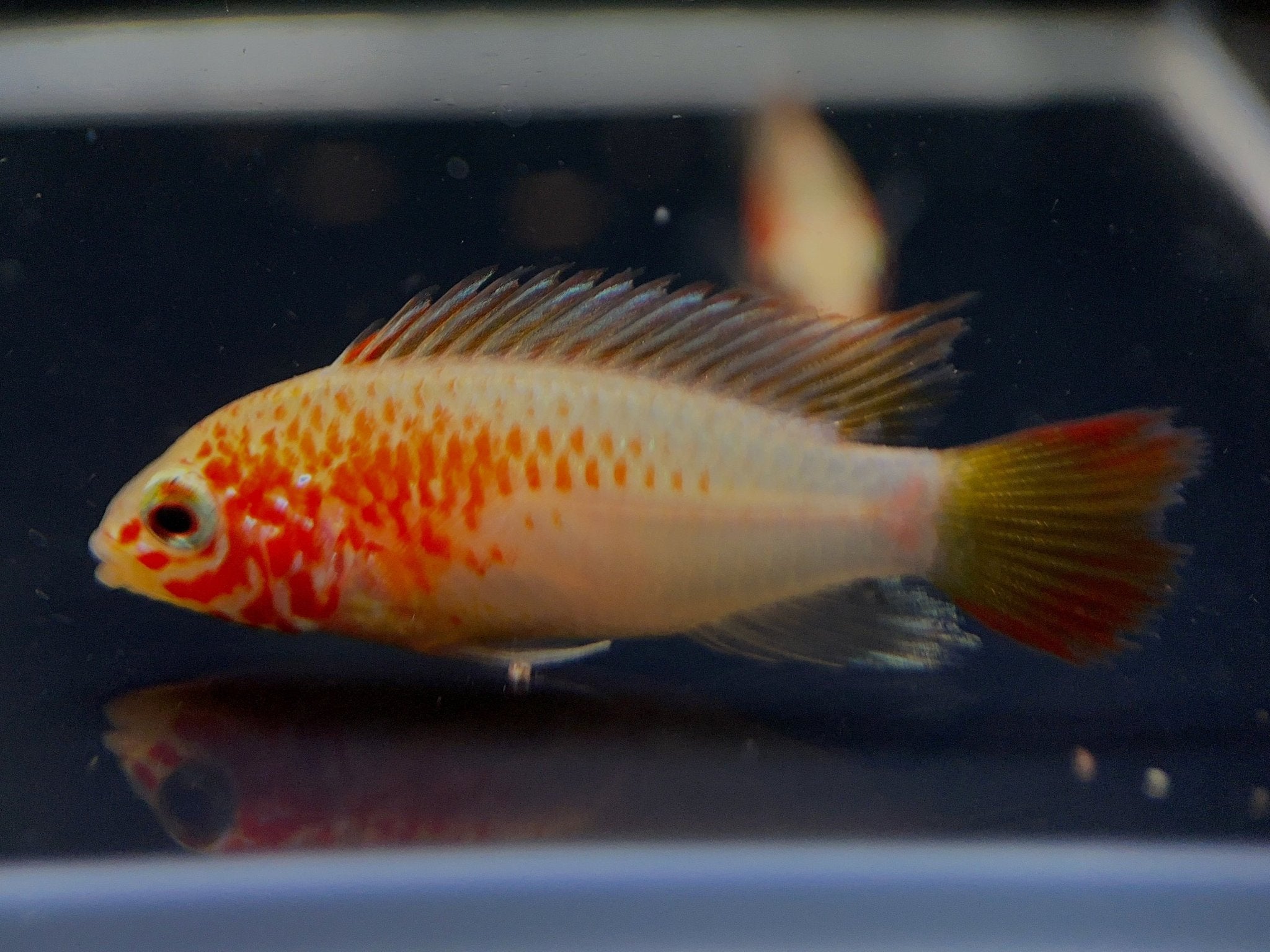 Apistogramma Viejita Gold - Aqua Huna
