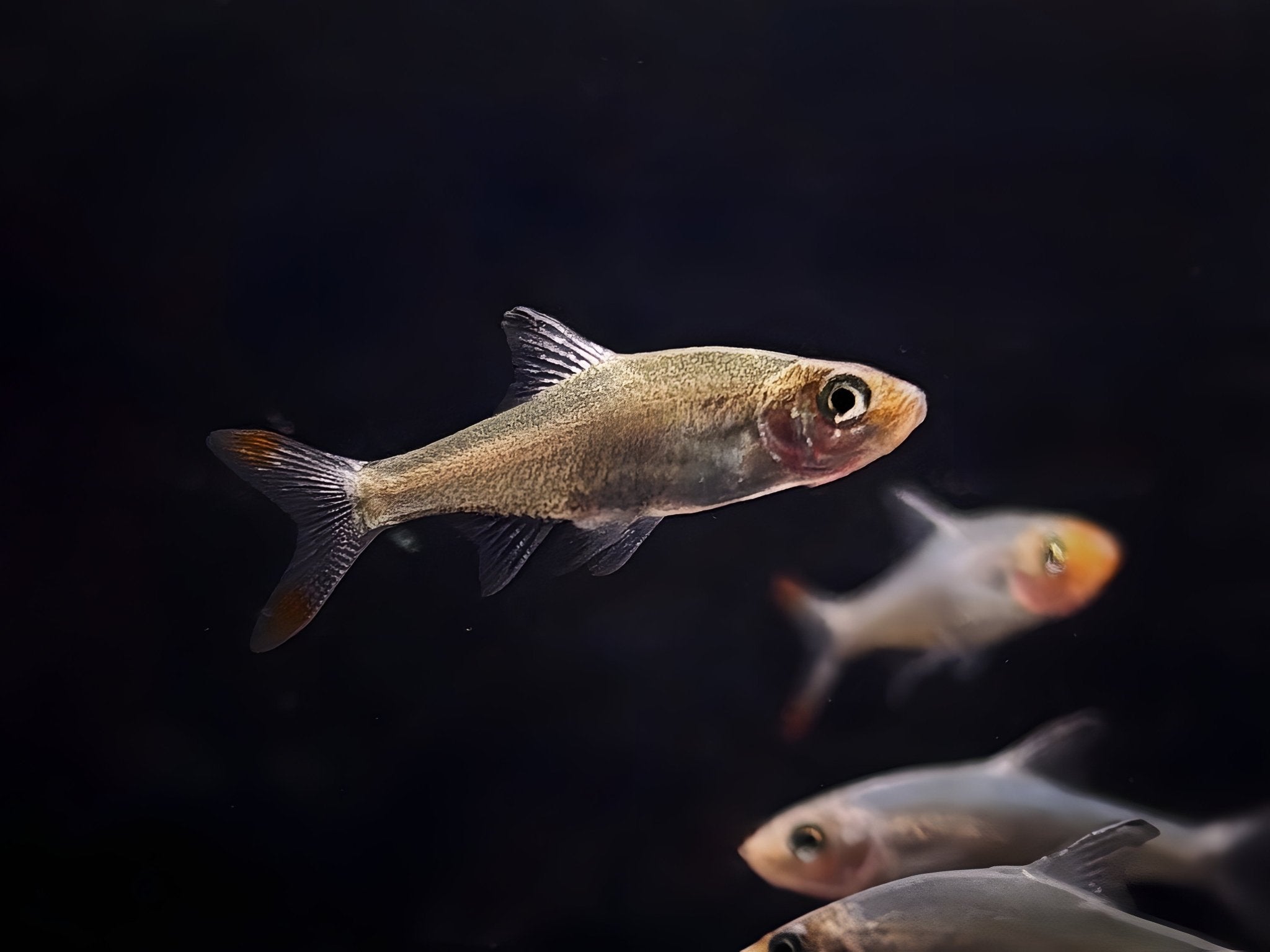 Larger Rasbora Rasbora | Vibrant Schooling Fish for Freshwater Aquarium