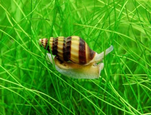 Assassin Snail - Aqua Huna