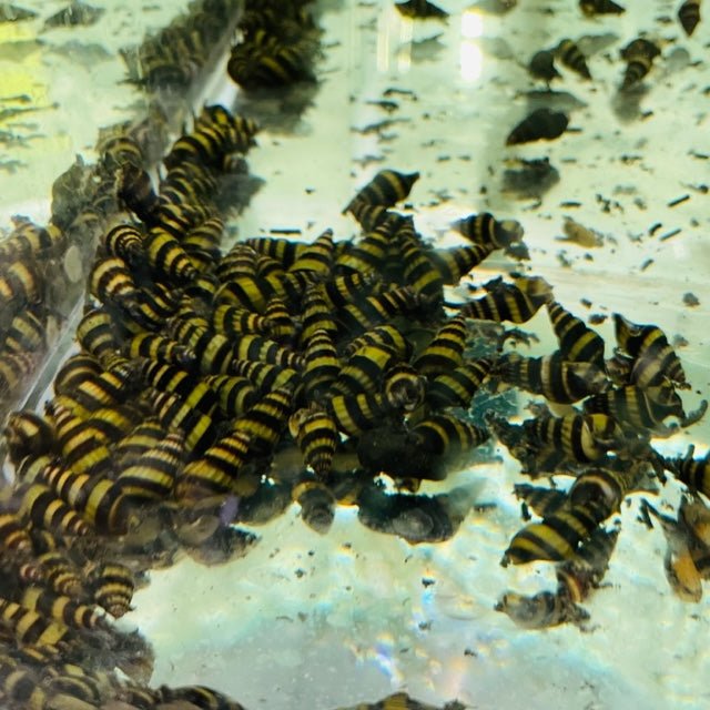 Assassin Snail - Aqua Huna