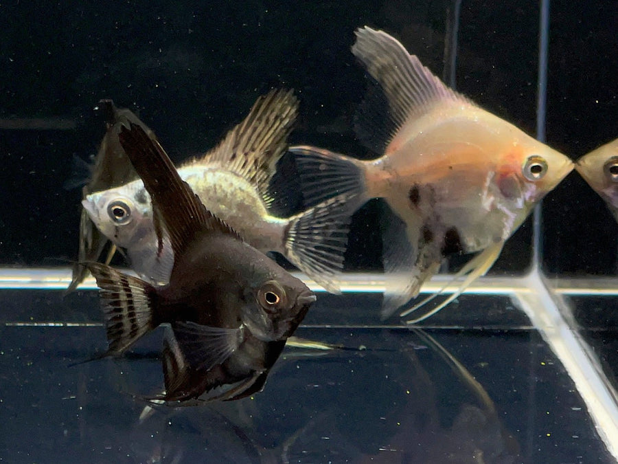 Assorted Angel Size M (Locally Bred) - Vibrant Tropical Fish