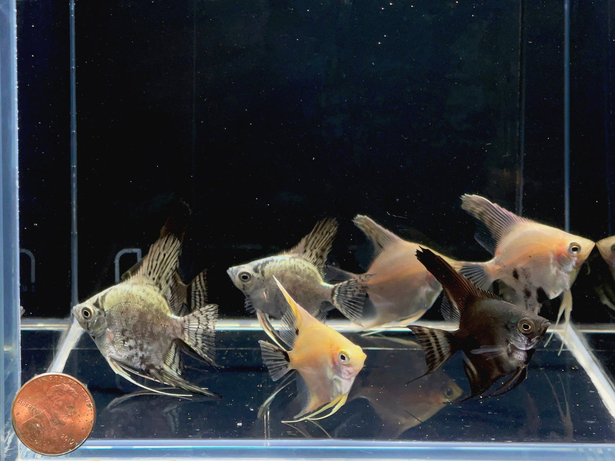 Assorted Angel Size M (Locally Bred) - Vibrant Tropical Fish