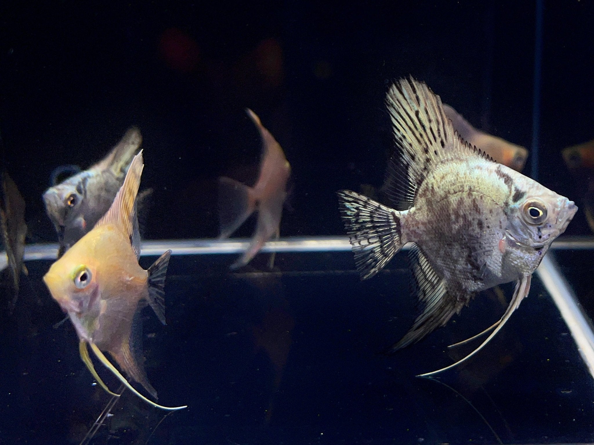 Assorted Angel Size M (Locally Bred) - Vibrant Tropical Fish