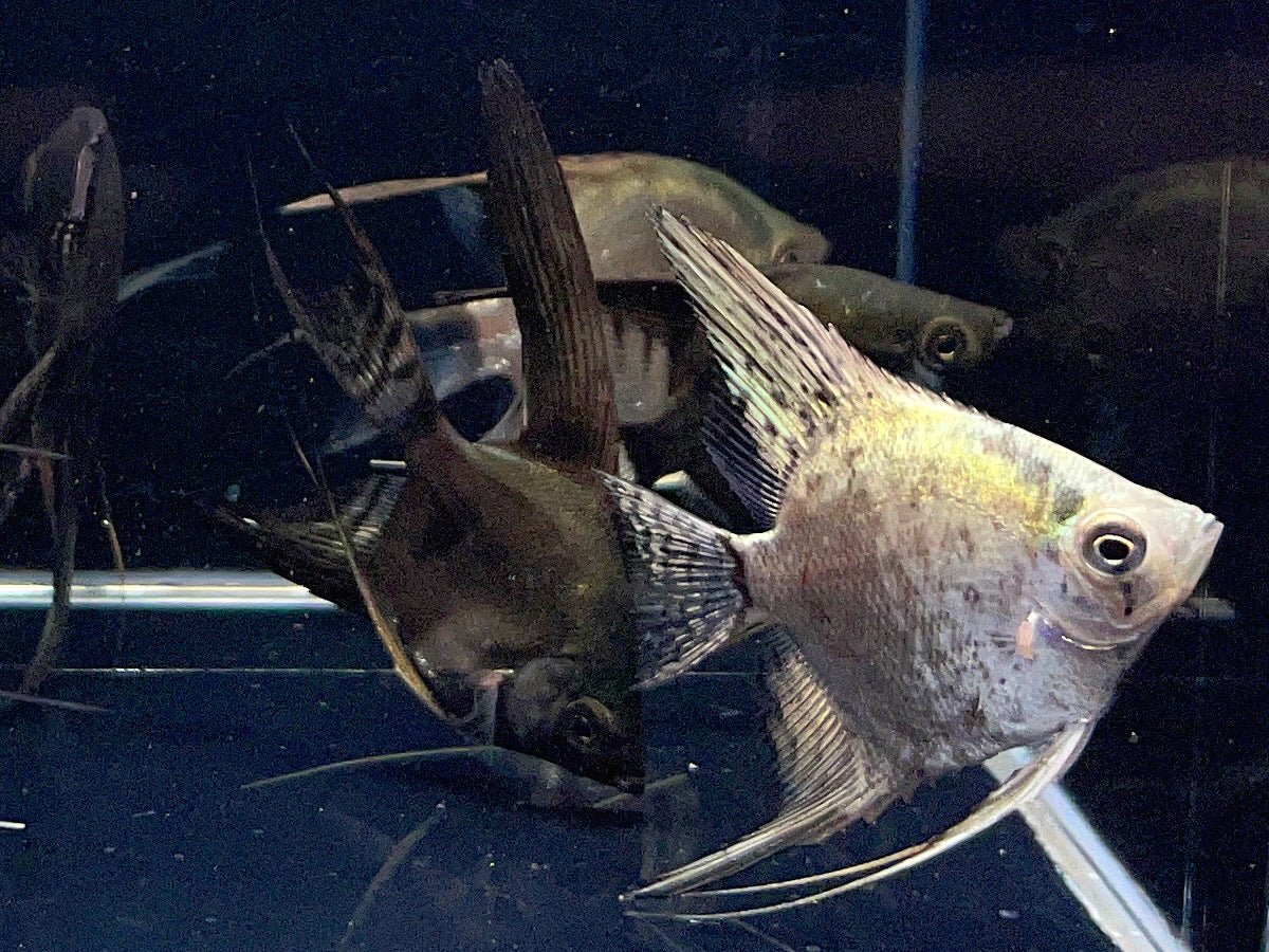 Locally Bred Assorted Angelfish - Hardy Freshwater Fish