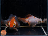 Assorted Butterfly Tail Goldfish - 4-4.5" - Aqua Huna