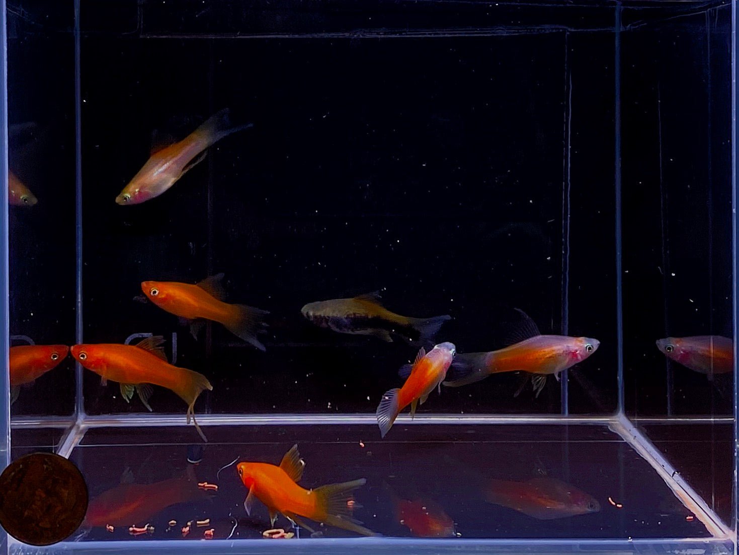 Live Freshwater Red-Eye Red Swordtail Fish – Top Grade A+++ Breeding Pair
