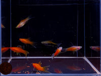 Assorted Double Swordtail - Aqua Huna