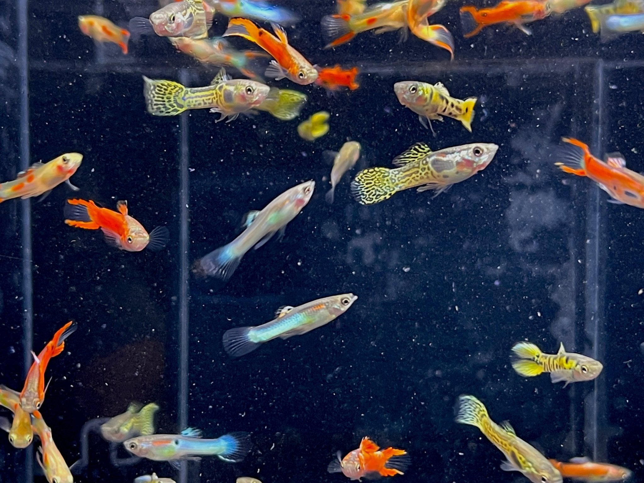 Assorted Endler Males - Aqua Huna