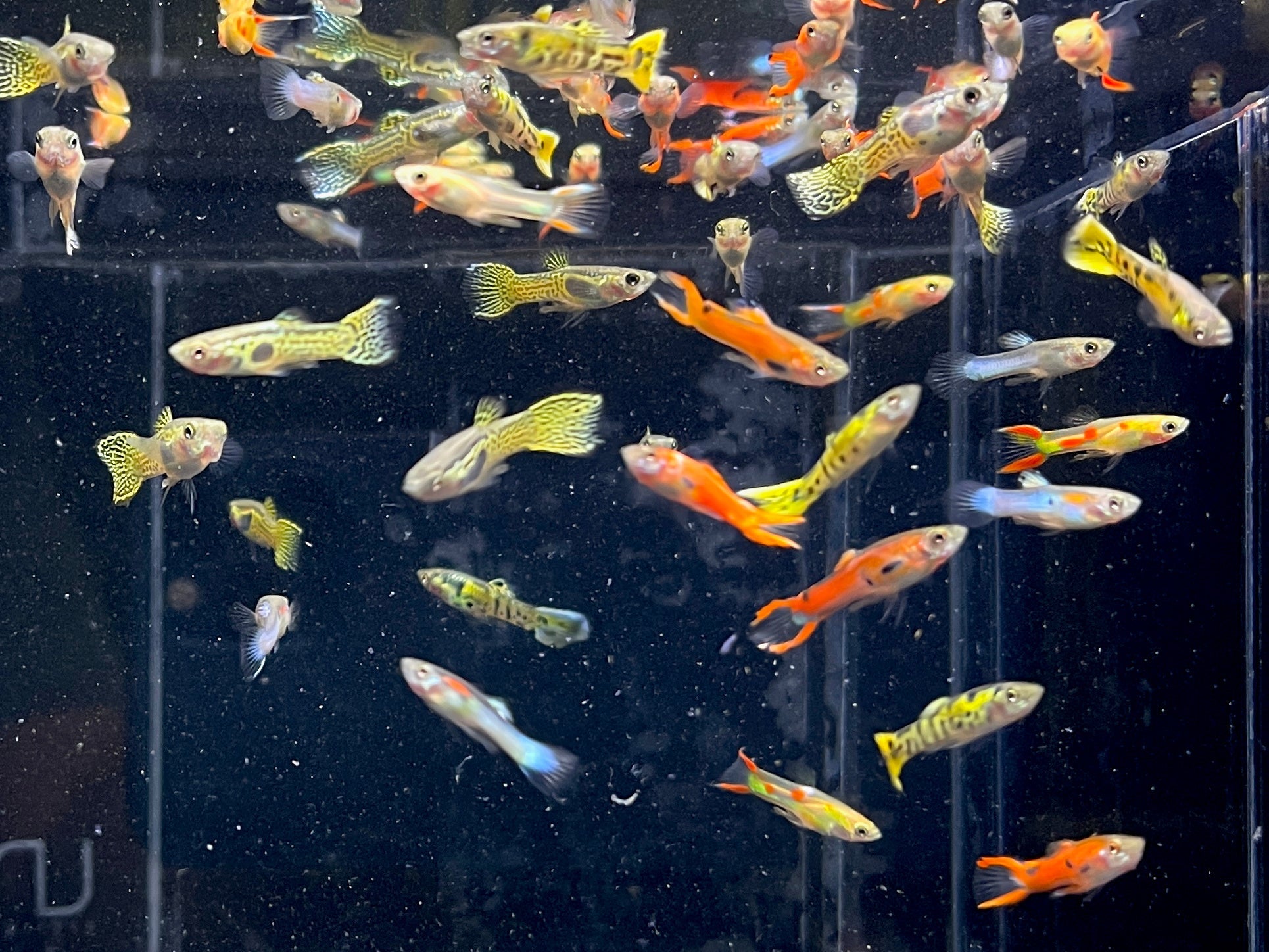 Assorted Endler Males - Aqua Huna