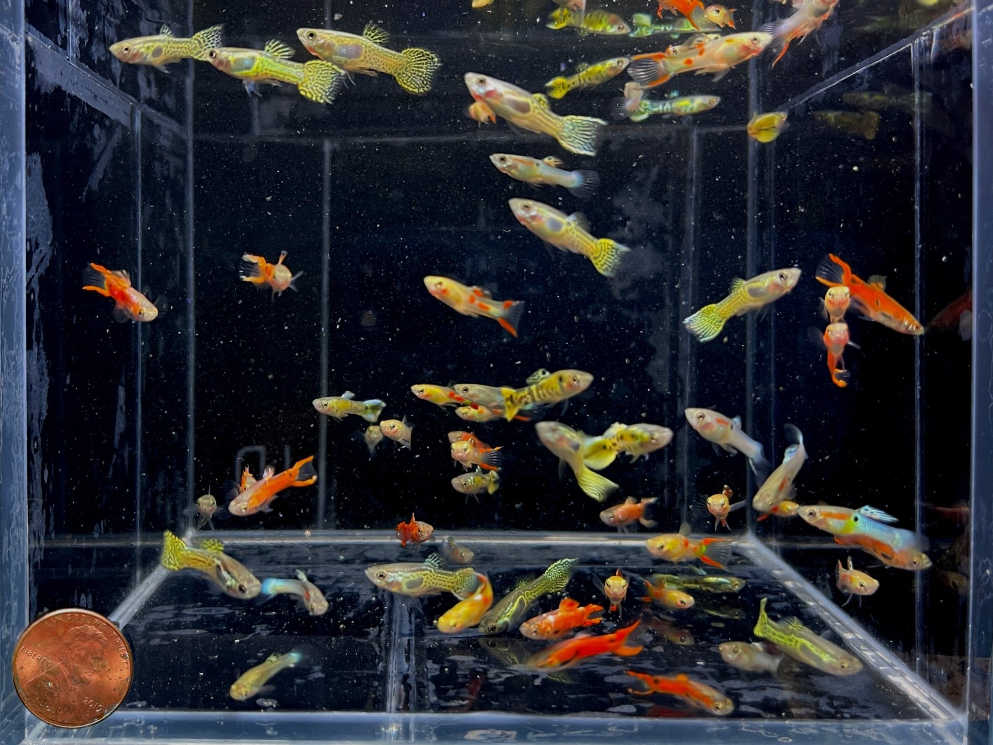 Assorted Endler Males - Aqua Huna