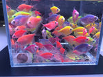 Assorted GloFish Tetra - Aqua Huna