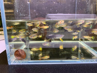 Assorted Guppy female - Aqua Huna