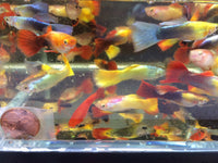 Assorted Guppy Males - Aqua Huna