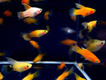 Assorted Hifin Platy - Aqua Huna