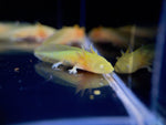 Assorted Hybrid Albino & Gold Axolotl - Aqua Huna