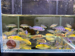 Assorted Mbuna - Aqua Huna