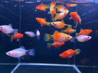 Assorted Mickey Mouse Platy - Aqua Huna