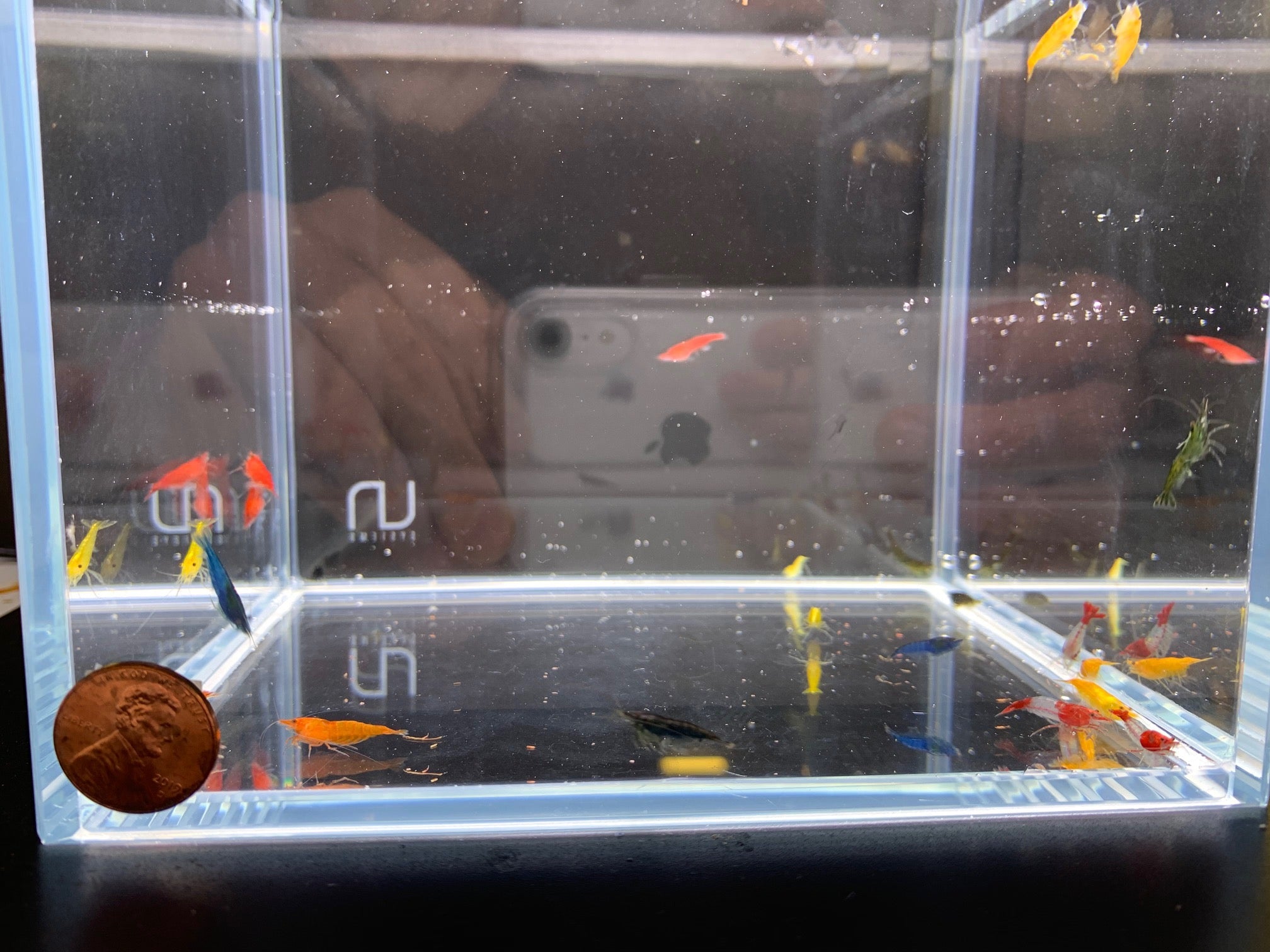 Assorted Neocaridina davidi Shrimp - Aqua Huna