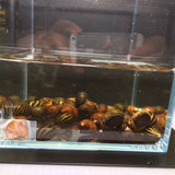 Assorted Nerite Snail - Aqua Huna