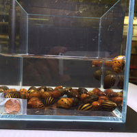 Assorted Nerite Snail - Aqua Huna