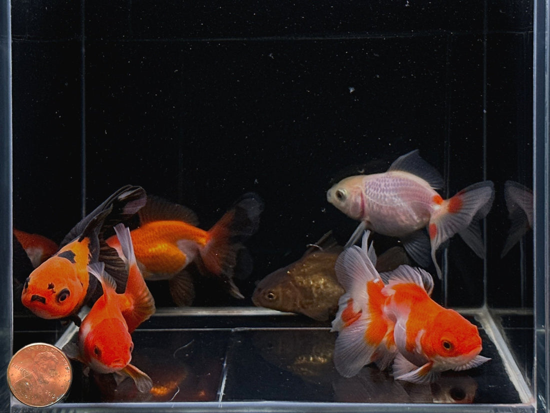 Assorted Oranda Assorted Oranda Goldfish (2.5 - 3