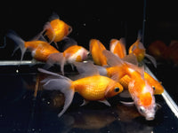 Assorted Pearl Scale Goldfish 2 - 2.5" - Aqua Huna