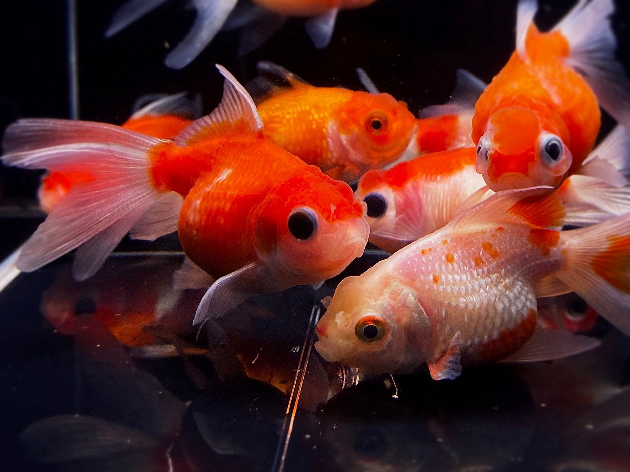 Assorted Pearlscale Goldfish 2 - 2.5" - Aqua Huna