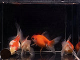 Assorted Pearlscale Goldfish - 3" - Aqua Huna