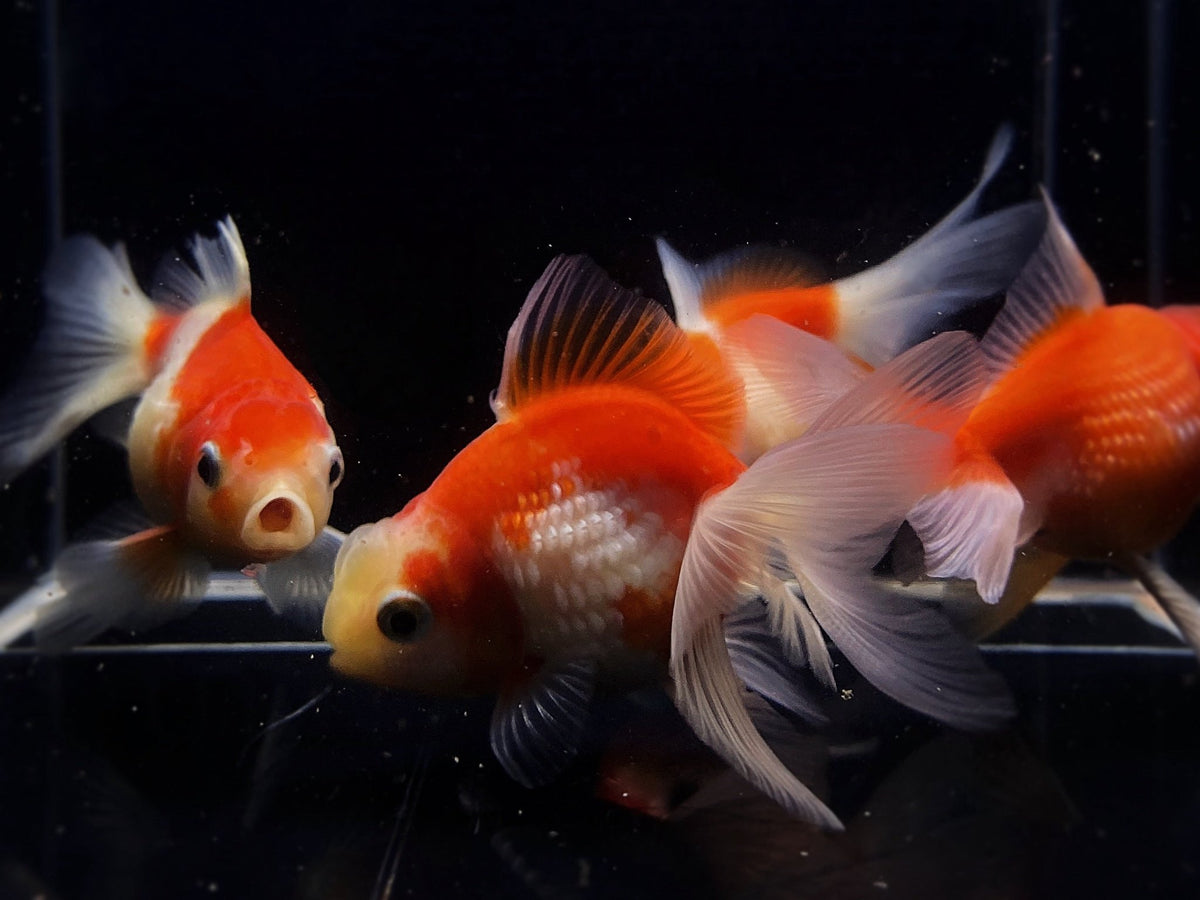 Assorted Pearlscale Goldfish (3