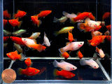 Assorted Platy - Aqua Huna