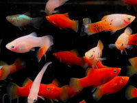 Assorted Platy - Aqua Huna