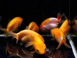 Assorted Ranchu Goldfish - 2" - Aqua Huna