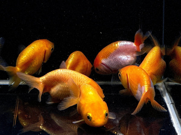 Fish Goldfish Ranchu Assorted Ranchu Goldfish (2