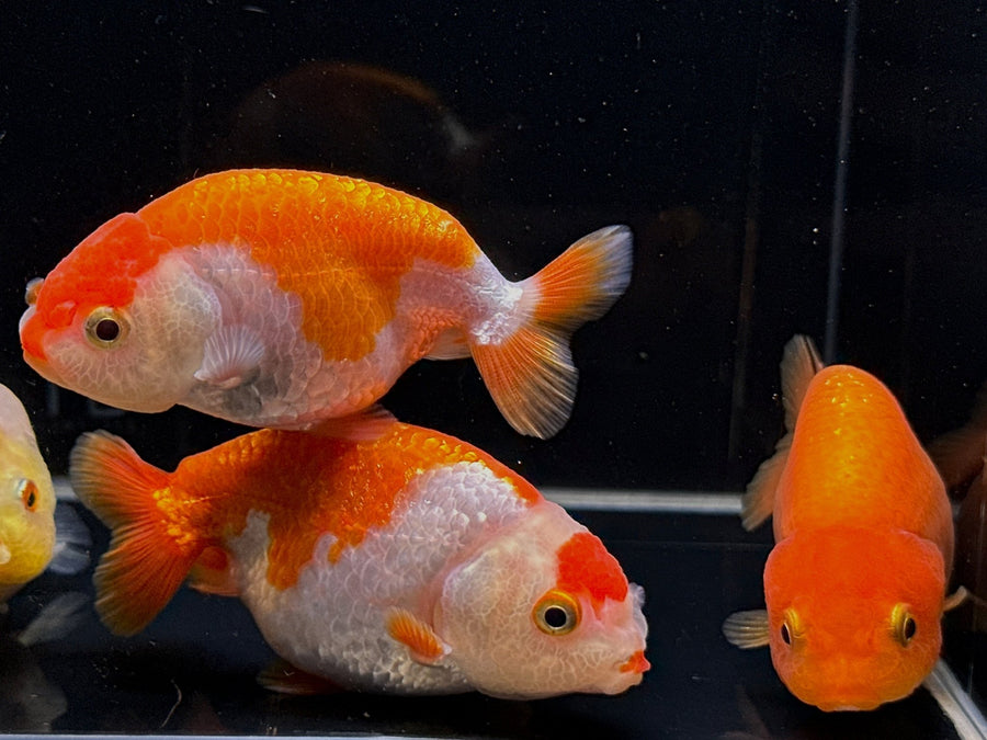 Assorted Ranchu Goldfish (3