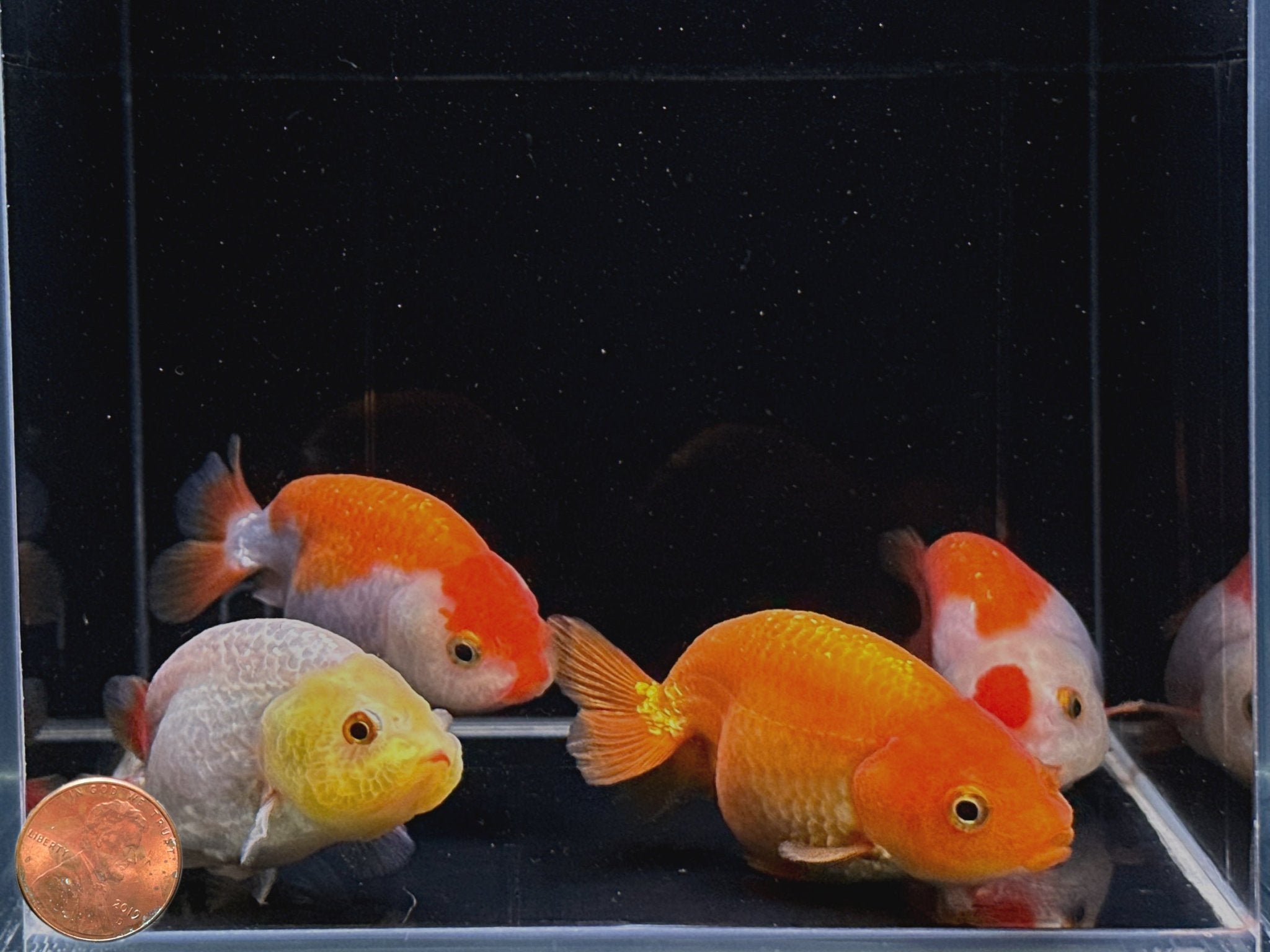 Assorted Ranchu Goldfish - 3" - Aqua Huna