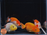 Assorted Ranchu Goldfish - 3" - Aqua Huna