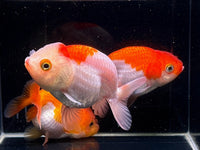 Assorted Ranchu Goldfish - 3.5" - Aqua Huna