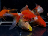 Assorted Ryukin Goldfish - 2-2.5" - Aqua Huna