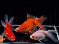 Assorted Ryukin Goldfish 3" - Aqua Huna