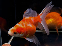 Assorted Ryukin Goldfish - 4-4.5" - Aqua Huna