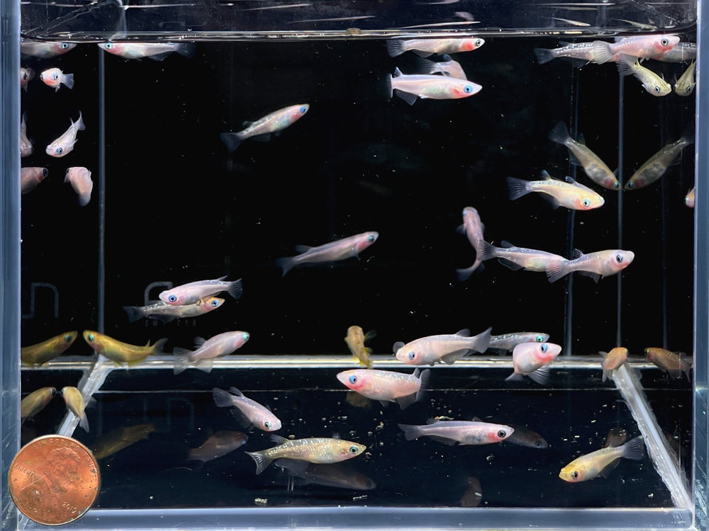 Assorted Rice Fish Ricefish | Unique Freshwater Aquarium Fish