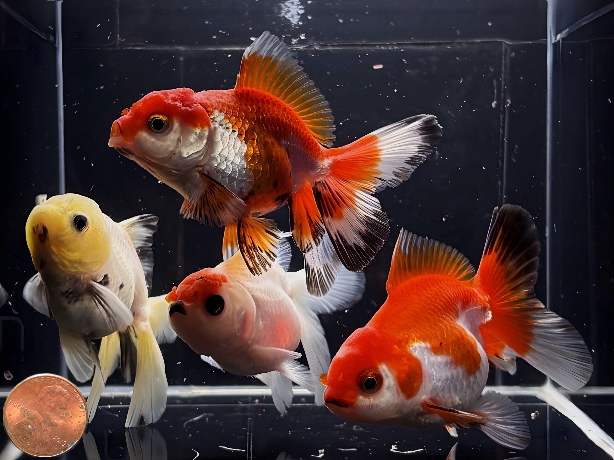 Assorted Thailand Oranda Goldfish - 2.75" - 3.25" - Aqua Huna