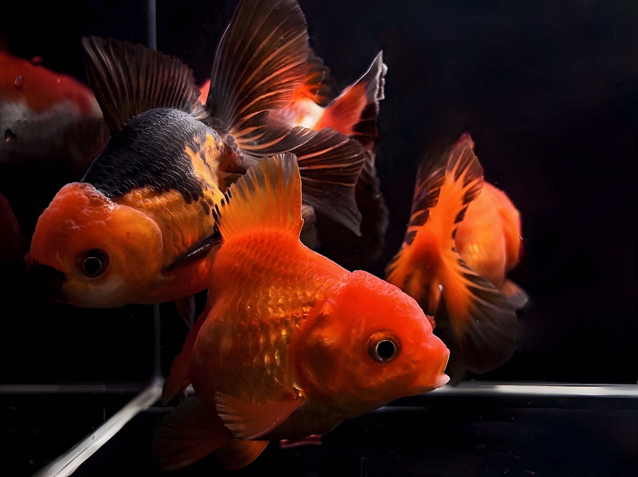 Assorted Thailand Oranda Goldfish - 3.25" - 3.5" - Aqua Huna